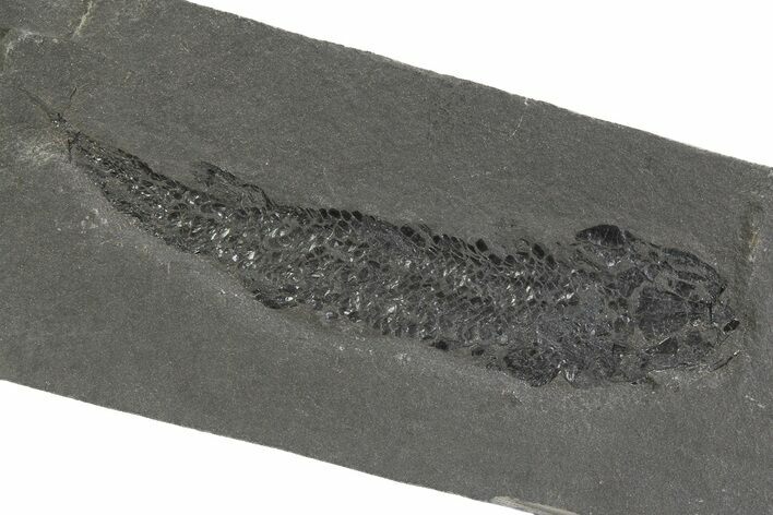 Devonian Lobe-Finned Fish (Osteolepis) Fossil - Scotland #351017